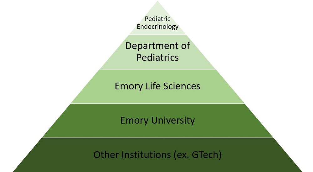 Endocrinology Research pyramid