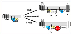 RGS and hormones