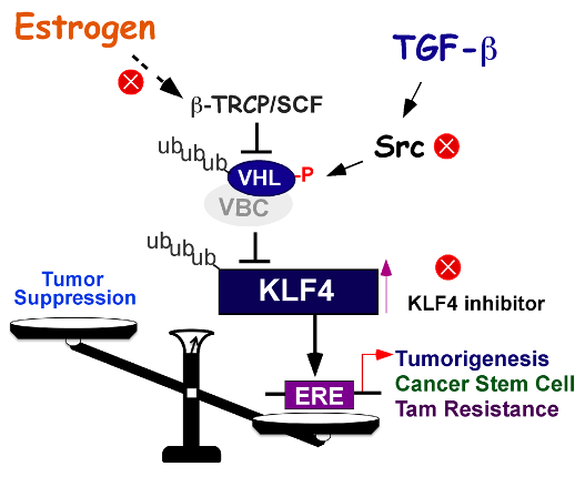 Estrogen tgf beta